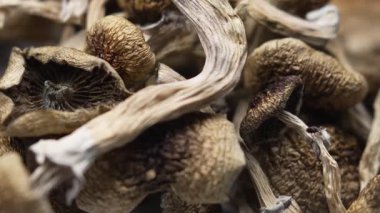 Sihirli mantarlar - kurutulmuş psilosibin mantarları Altın Öğretmen