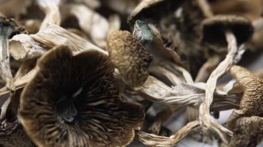 Kurutulmuş psilosibin mantarlarına yakın plan Altın Öğretmen