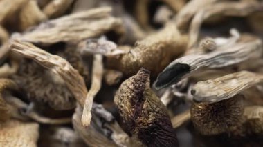 Kurutulmuş psilosibin mantarlarına yakın plan Altın Öğretmen