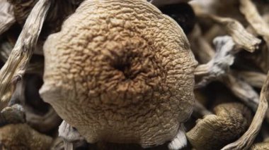 Kurutulmuş psilosibin mantarlarına yakın plan Altın Öğretmen