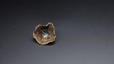 Kurutulmuş psilosibin mantarlarına yakın plan Altın Öğretmen