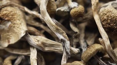 Kurutulmuş psilosibin mantarlarına yakın plan Altın Öğretmen