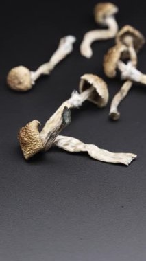 Kurutulmuş sihirli mantarların dikey videosu Altın Öğretmen