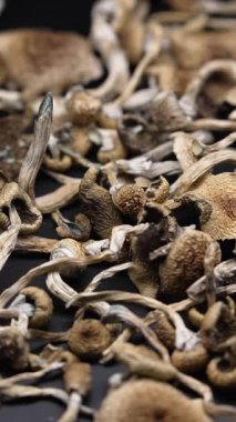 Kurutulmuş sihirli mantarların dikey videosu Altın Öğretmen