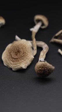 Kurutulmuş sihirli mantarların dikey videosu Altın Öğretmen