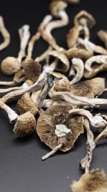 Altın Öğretmen psilosibin mantarlarının dikey videosu