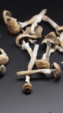 Altın Öğretmen psilosibin mantarlarının dikey videosu