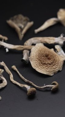 Altın Öğretmen psilosibin mantarlarının dikey videosu