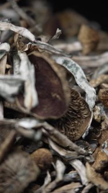 Altın Öğretmen psilosibin mantarlarının dikey videosu