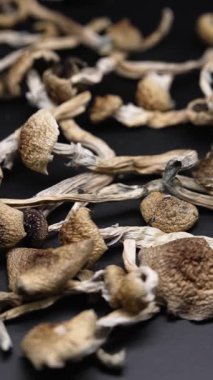 Altın Öğretmen psilosibin mantarlarının dikey videosu