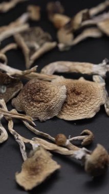 Altın Öğretmen psilosibin mantarlarının dikey videosu