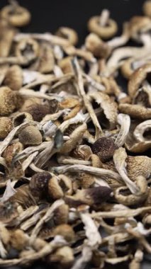 Altın Öğretmen psilosibin mantarlarının dikey videosu