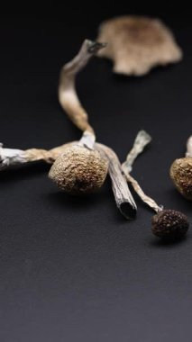 Altın Öğretmen psilosibin mantarlarının dikey videosu