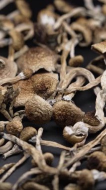 Altın Öğretmen psilosibin mantarlarının dikey videosu