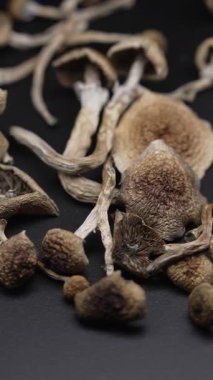 Altın Öğretmen psilosibin mantarlarının dikey videosu