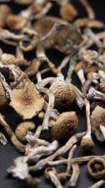 Altın Öğretmen psilosibin mantarlarının dikey videosu