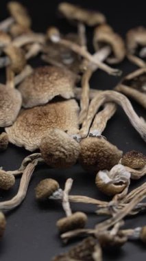 Altın Öğretmen psilosibin mantarlarının dikey videosu