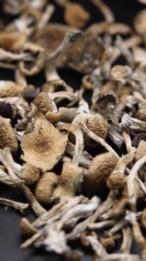 Altın Öğretmen psilosibin mantarlarının dikey videosu