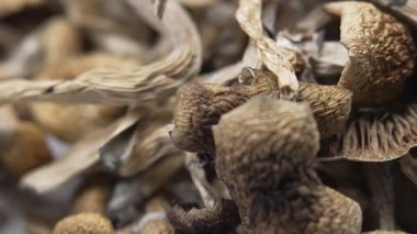 Kurutulmuş psilosibin mantarlarına yakın plan Altın Öğretmen