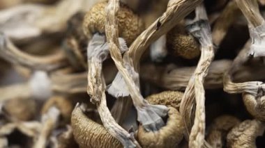 Kurutulmuş psilosibin mantarlarına yakın plan Altın Öğretmen