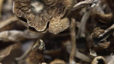 Kurutulmuş psilosibin mantarlarına yakın plan Altın Öğretmen