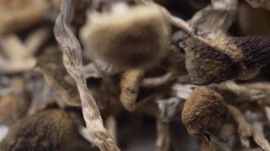 Kurutulmuş psilosibin mantarlarına yakın plan Altın Öğretmen