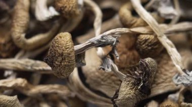 Kurutulmuş psilosibin mantarlarına yakın plan Altın Öğretmen