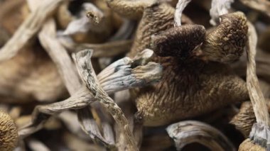 Kurutulmuş psilosibin mantarlarına yakın plan Altın Öğretmen