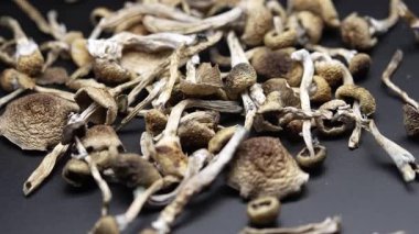 Kurutulmuş psilosibin mantarlarına yakın plan Altın Öğretmen