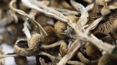 Sihirli mantarlar - kurutulmuş psilosibin mantarları Altın Öğretmen