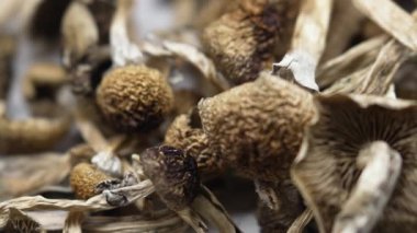 Sihirli mantarlar - kurutulmuş psilosibin mantarları Altın Öğretmen