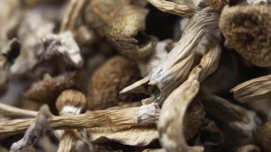 Sihirli mantarlar - kurutulmuş psilosibin mantarları Altın Öğretmen