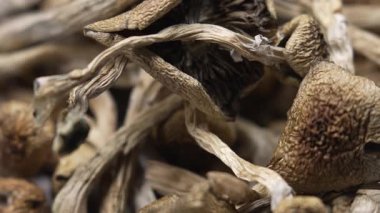 Sihirli mantarlar - kurutulmuş psilosibin mantarları Altın Öğretmen