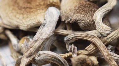 Sihirli mantarlar - kurutulmuş psilosibin mantarları Altın Öğretmen