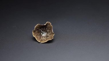 Sihirli mantarlar - kurutulmuş psilosibin mantarları Altın Öğretmen