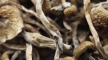 Sihirli mantarlar - kurutulmuş psilosibin mantarları Altın Öğretmen