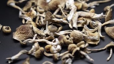 Sihirli mantarlar - kurutulmuş psilosibin mantarları Altın Öğretmen