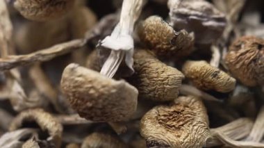 Sihirli mantarlar - kurutulmuş psilosibin mantarları Altın Öğretmen