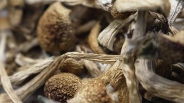 Sihirli mantarlar - kurutulmuş psilosibin mantarları Altın Öğretmen