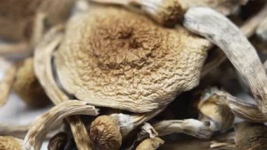 Sihirli mantarlar - kurutulmuş psilosibin mantarları Altın Öğretmen