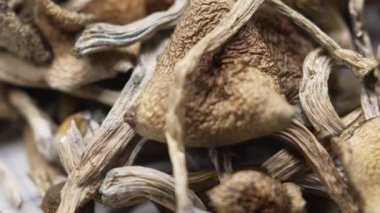 Sihirli mantarlar - kurutulmuş psilosibin mantarları Altın Öğretmen