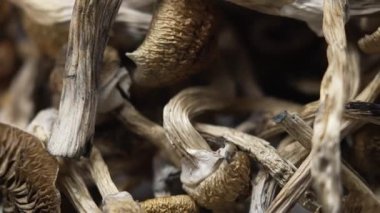 Sihirli mantarlar - kurutulmuş psilosibin mantarları Altın Öğretmen