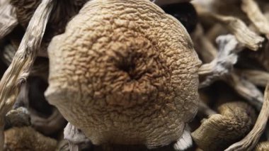 Sihirli mantarlar - kurutulmuş psilosibin mantarları Altın Öğretmen