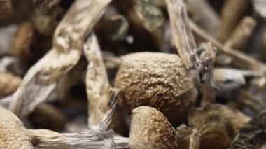 Sihirli mantarlar - kurutulmuş psilosibin mantarları Altın Öğretmen