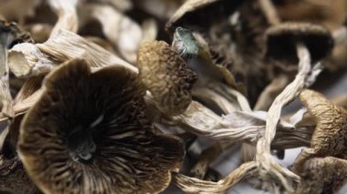 Sihirli mantarlar - kurutulmuş psilosibin mantarları Altın Öğretmen