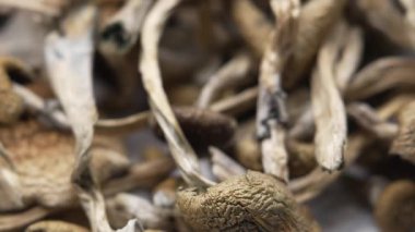 Sihirli mantarlar - kurutulmuş psilosibin mantarları Altın Öğretmen