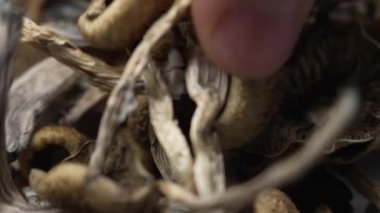 Sihirli mantarlar - kurutulmuş psilosibin mantarları Altın Öğretmen