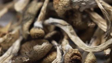 Sihirli mantarlar - kurutulmuş psilosibin mantarları Altın Öğretmen