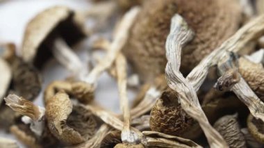 Sihirli mantarlar - kurutulmuş psilosibin mantarları Altın Öğretmen