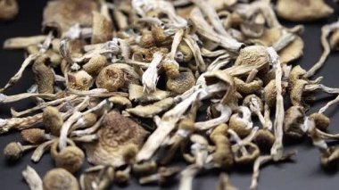 Sihirli mantarlar - kurutulmuş psilosibin mantarları Altın Öğretmen